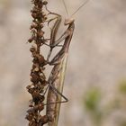 Mantis religiosa (Braune Farbvariante)