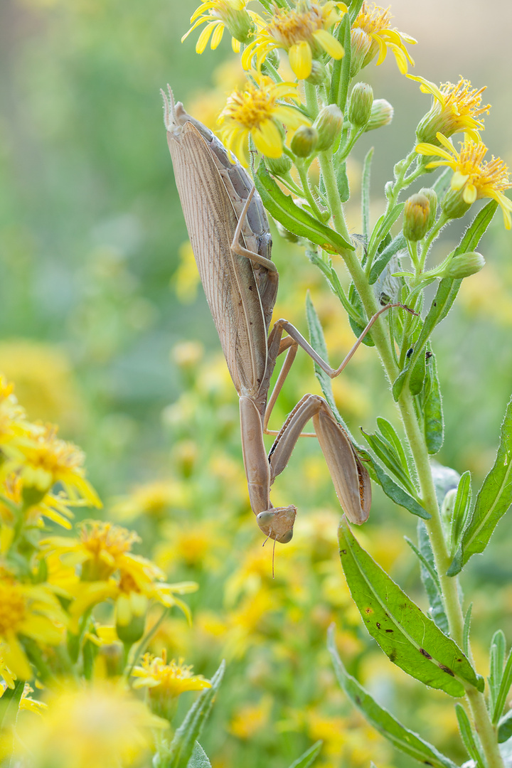 Mantis religiosa