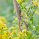 Mantis religiosa