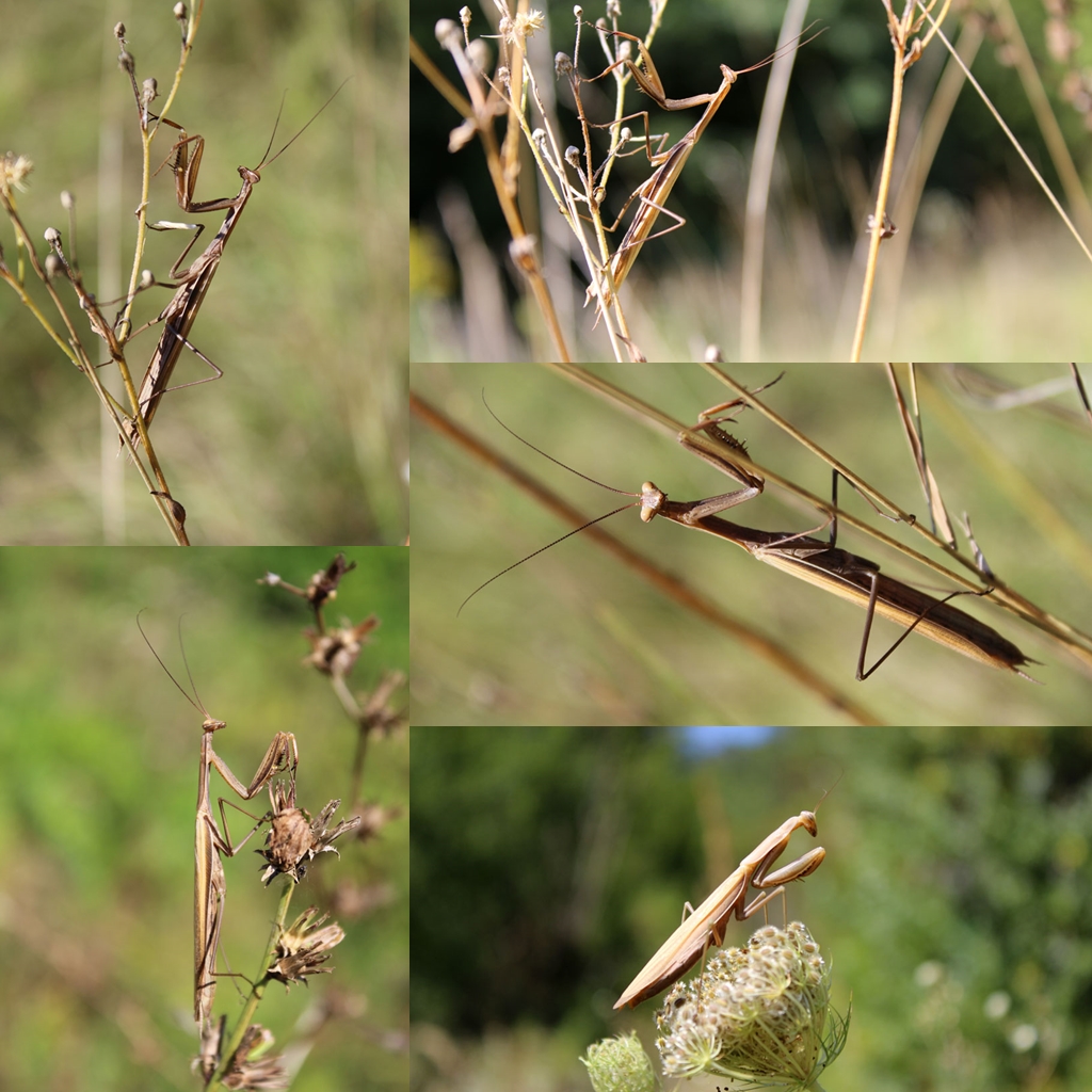  Mantis religiosa