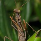 Mantis religiosa