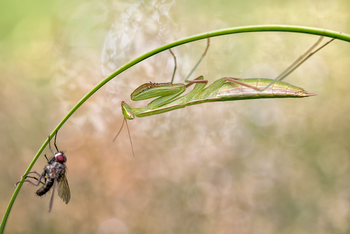 Mantis Religiosa 