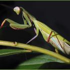 Mantis religiosa