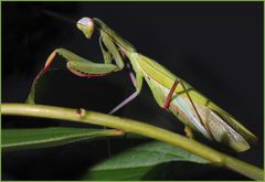 Mantis religiosa