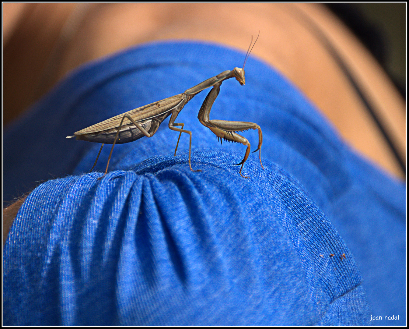 Mantis religiosa