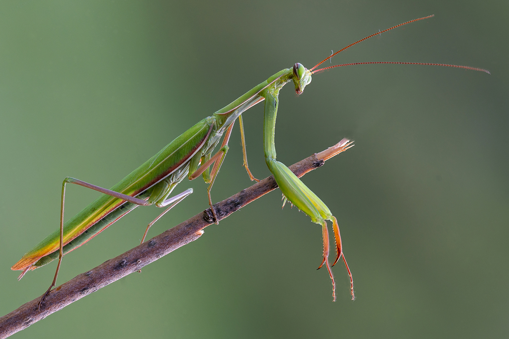 Mantis religiosa