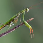 Mantis religiosa