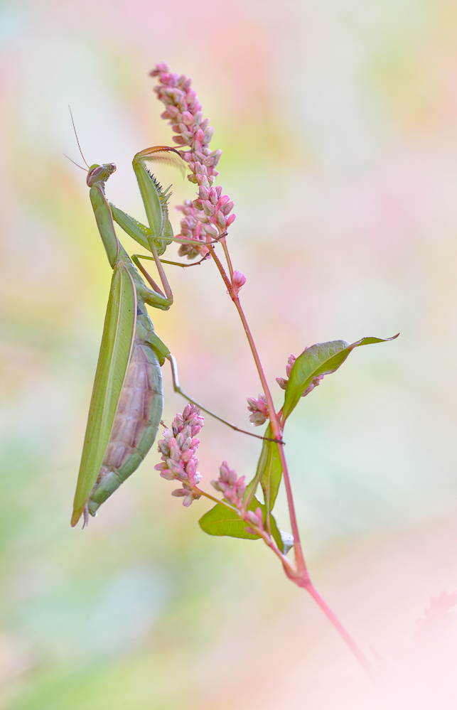 Mantis religiosa