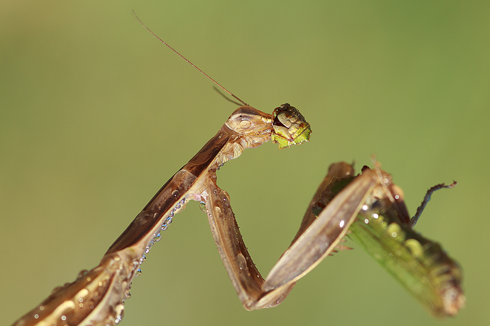 Mantis religiosa