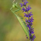 Mantis religiosa