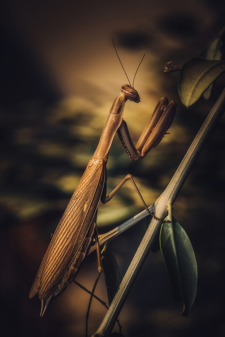 Mantis Religiosa