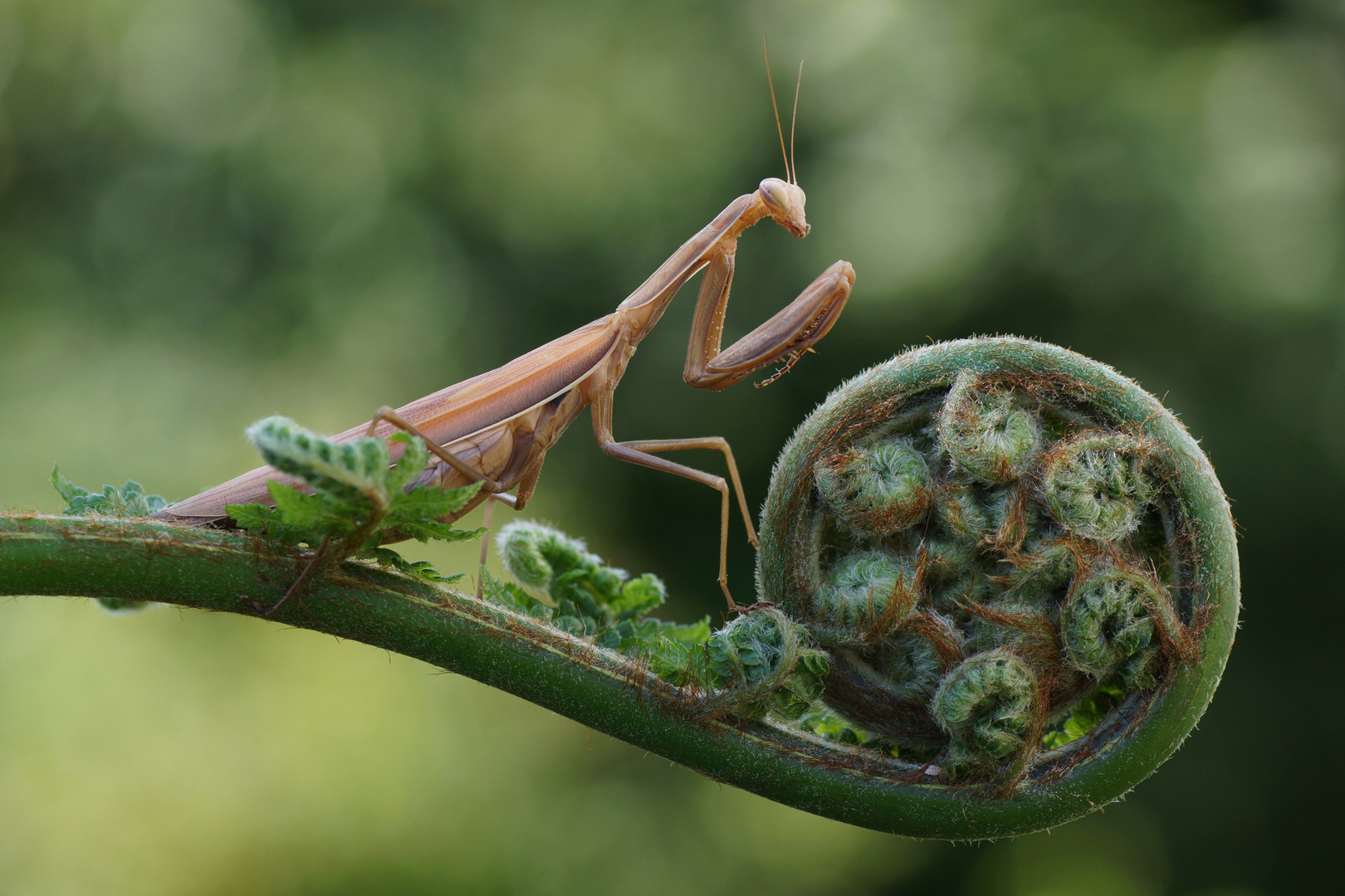 Mantis religiosa