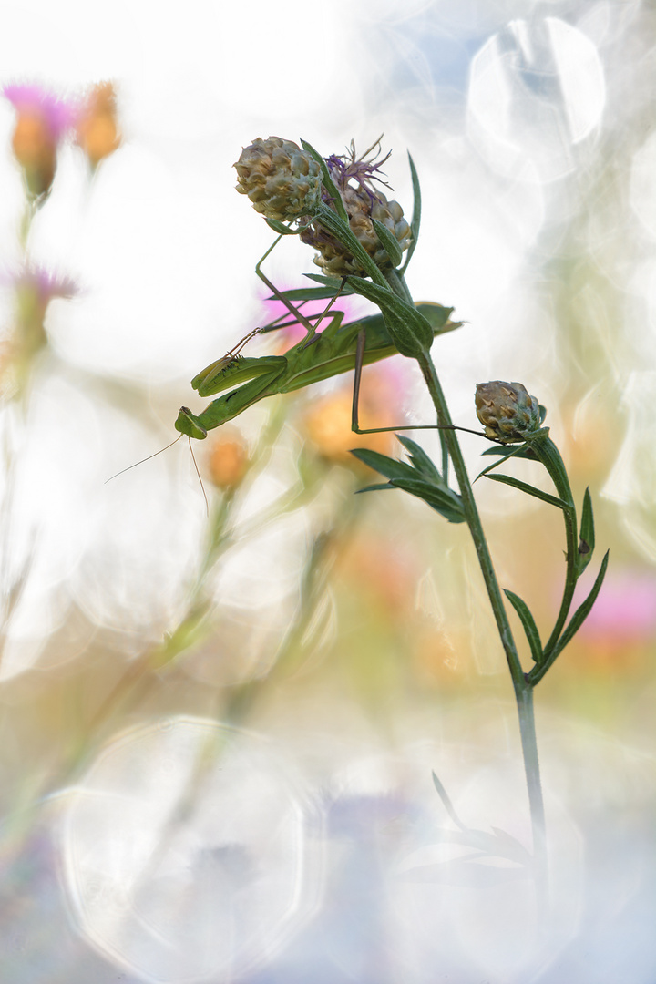 Mantis religiosa