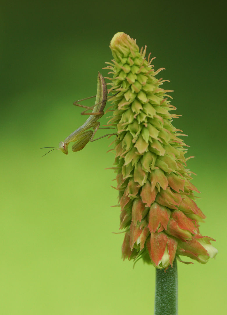 Mantis religiosa