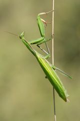 Mantis religiosa