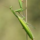 Mantis religiosa