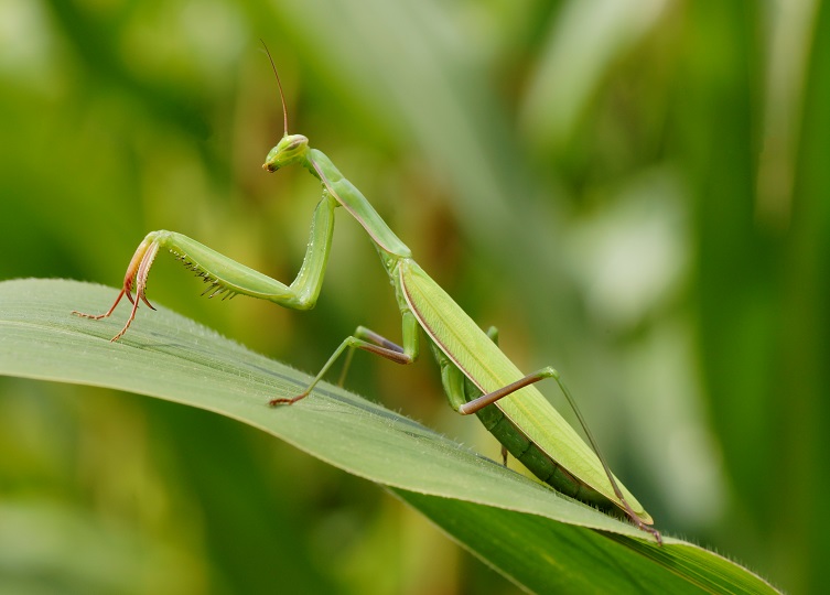 Mantis religiosa