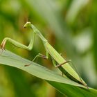 Mantis religiosa