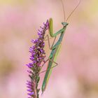 Mantis Religiosa