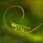 Mantis Religiosa 