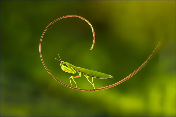 Mantis Religiosa 