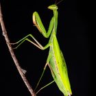 Mantis religiosa