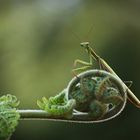 Mantis religiosa