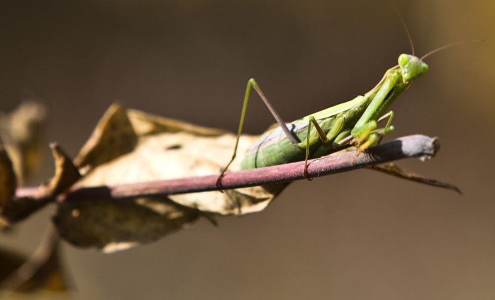 Mantis religiosa