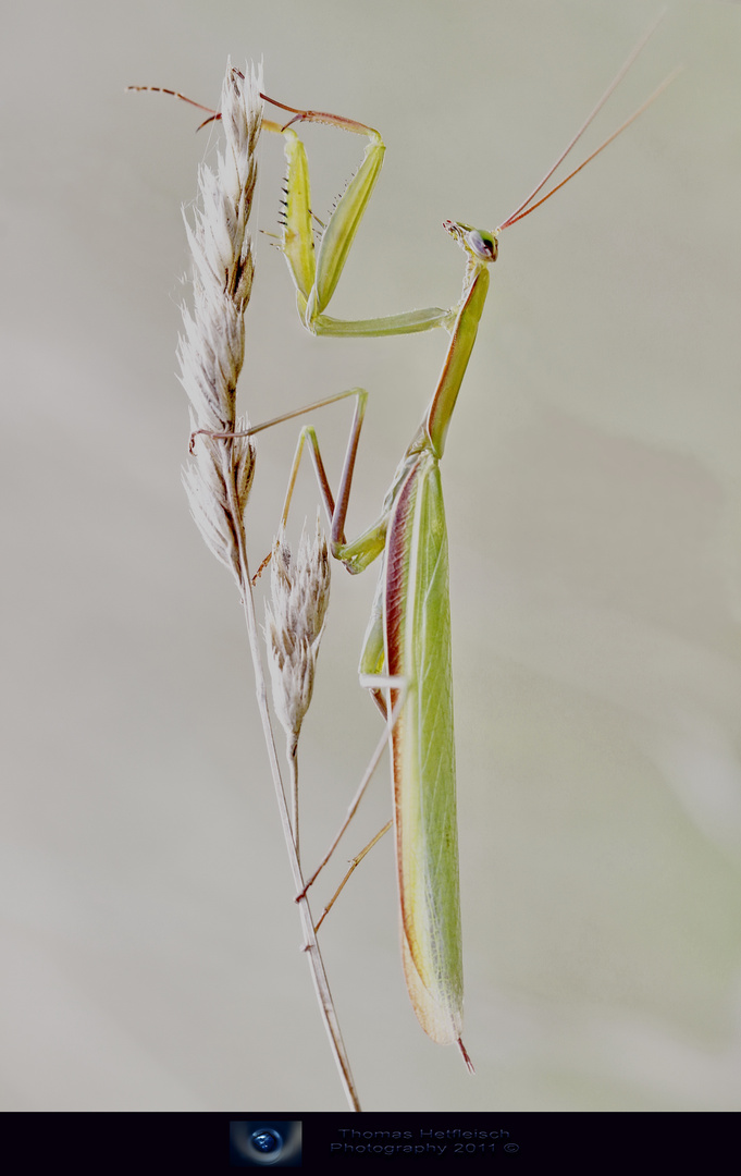 Mantis religiosa!