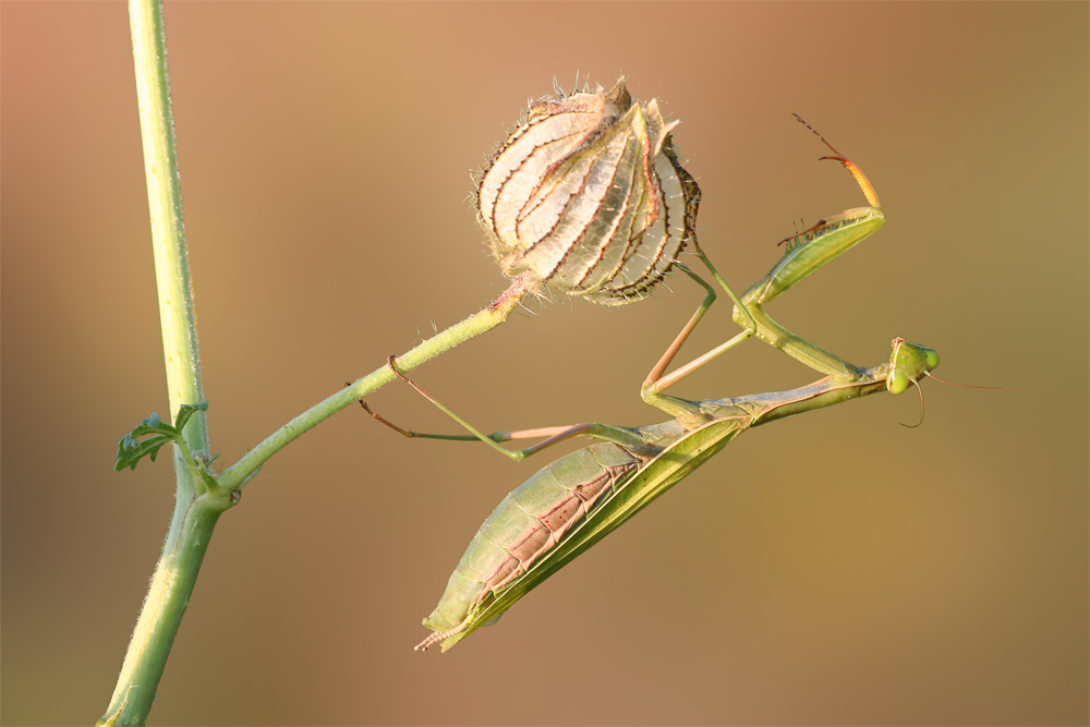 Mantis religiosa - die letzten in diesem Jahr