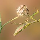 Mantis religiosa - die letzten in diesem Jahr