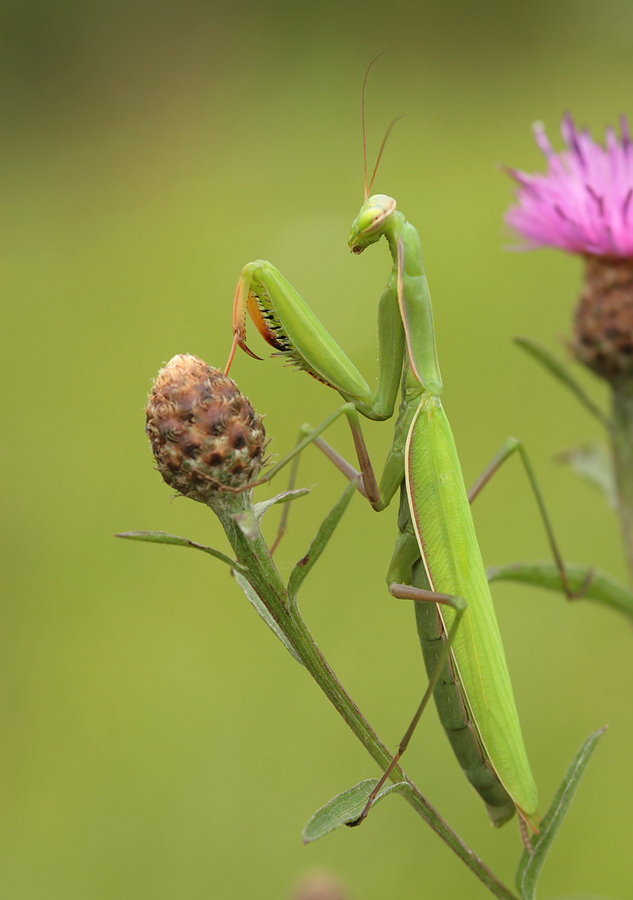 Mantis religiosa