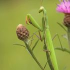 Mantis religiosa