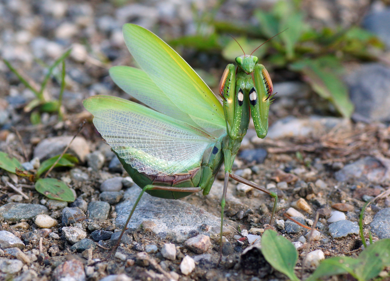 Mantis religiosa