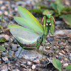 Mantis religiosa