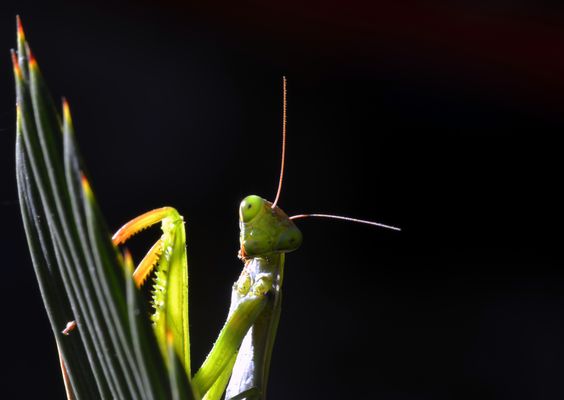 Mantis religiosa