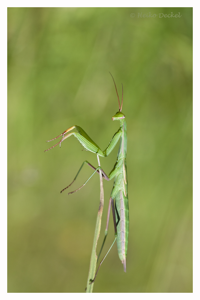 Mantis religiosa