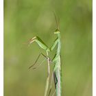 Mantis religiosa