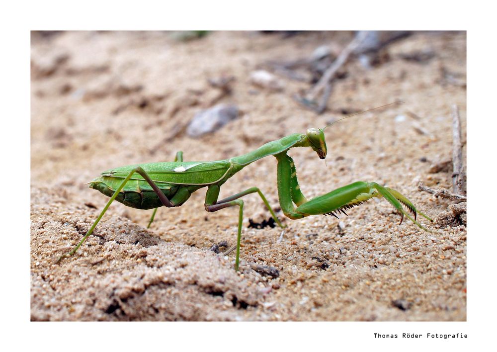 Mantis religiosa