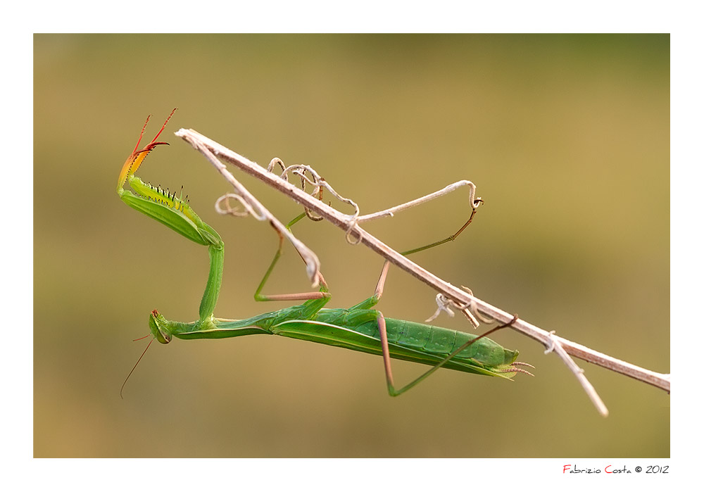 Mantis religiosa