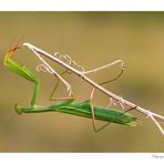 Mantis religiosa