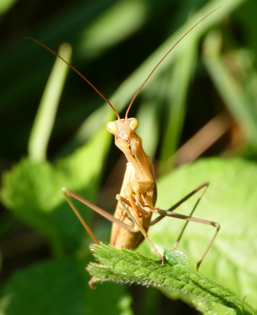 Mantis religiosa