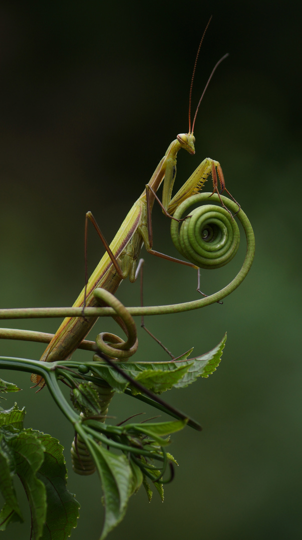 Mantis religiosa