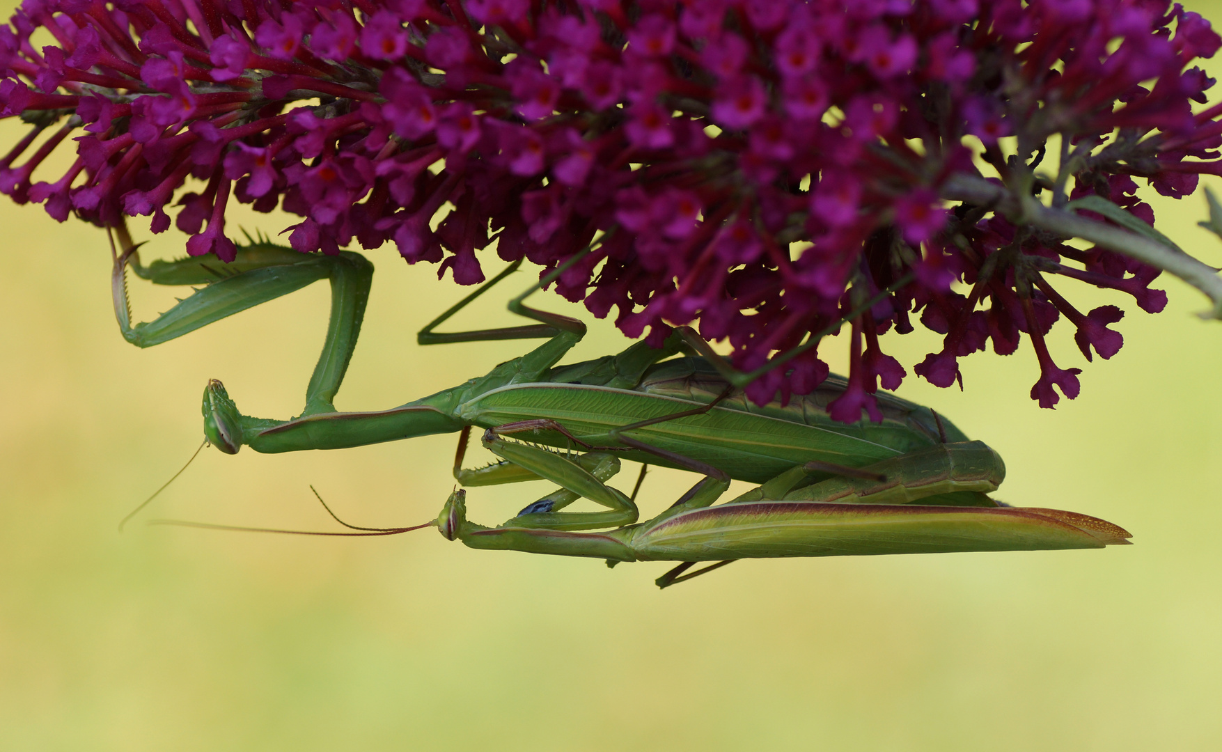 Mantis religiosa