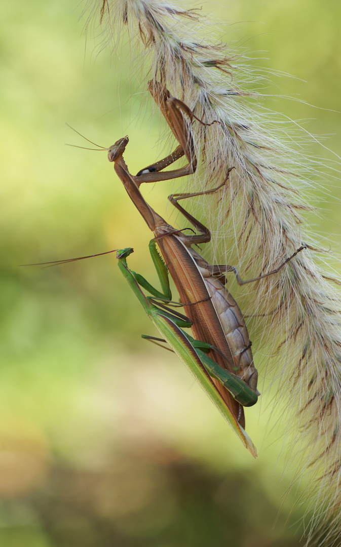 Mantis religiosa