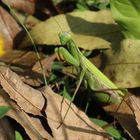 Mantis religiosa