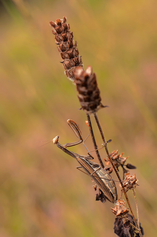 Mantis religiosa