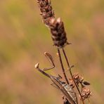 Mantis religiosa