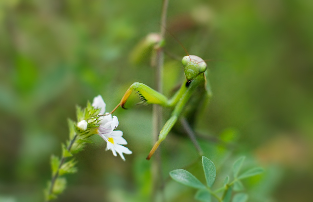 Mantis religiosa (europ. Gottesanbeterin)