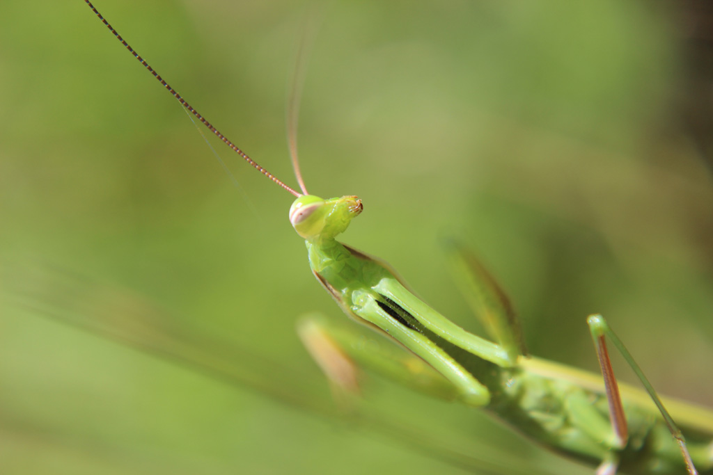  Mantis religiosa- europäische Gottesanbeterin 